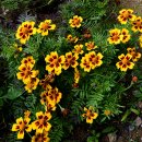 메리골드 이미지