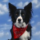 예뿐강아지 이미지