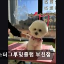 마스터그루밍클럽 | {부천, 강아지, 고양이, 애견미용, 추천!) 마스터그루밍클럽 부천점 부천 강아지 미용 추천
