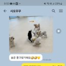 시오꾸꾸 이미지