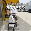 그린이앤이 | 애견유모차 비교 끝에 선택한 피카고 애자일2 내돈내산 후기