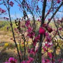 홍매화 민박 이미지