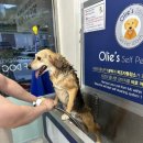 올리스24셀프목욕 이미지