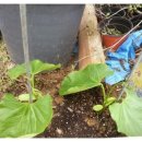 로이농장2 이미지