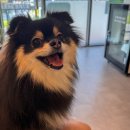 버블독스(안산초지점) 이미지