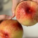 백두농원 | 상주백두농원 물복 복숭아 후기! 보관부터 효능까지 총정리