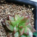 애지중지 이미지