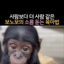감동적인 영상 - 보노보의 떴다 떴다 비행기 이미지