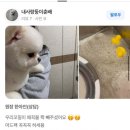 파우스애견미용실 이미지