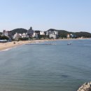 울산 태화강 십리대숲 Daum카페