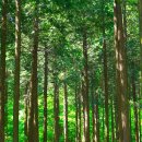 편백나무숲 이미지