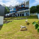 개가사는그집 이미지