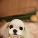 애견미용실 바비펫 이미지