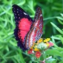 나비야 청산가자 이미지