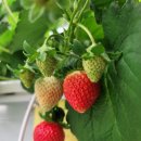 정렬농장 이미지