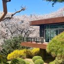 (주)제일의화학 | [인천] 벚꽃명소 ‘SK석유화학 벚꽃동산(4.7-4.12)’ | 현재 벚꽃현황, 주차방법