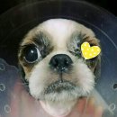 아이드림펫 | 너무감사한 장례사님