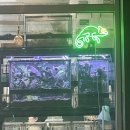 도마바얌 이미지