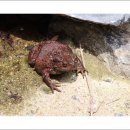 물두꺼비 이미지