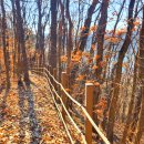 강정보 녹색길 이미지