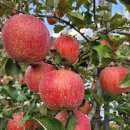 함박골농장 이미지