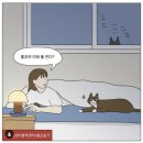 한국고양이혈액센터 | 한국고양이혈액센터 고양이 건강검진 무료 받는법 고양이 펫보험 무료 헌혈 후기 우리 아코 최고 장하다...