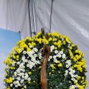 익산 국화꽃 축제에 다녀왔어요!!! 이미지