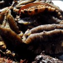 동해참전복 이미지