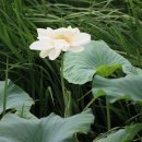 정촌면-1 이미지