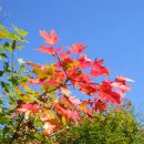 단풍나무 이미지