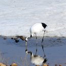 두루미202 이미지