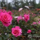 장미매점 이미지