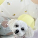 멍멍1길 23 이미지