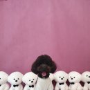 멍멍플레이스펜션 | [애견동반] 제주 애견펜션 겸 애견카페 &#39;멍멍플레이스&#39; 왕강추! 솔직후기 갑니다~