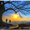 사랑나무 이미지