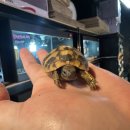 거북빌딩 | 불철주야 초절정인기 동헤르만 육지거북정보!!