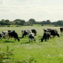 한아름목장 이미지