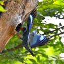 파랑새2 이미지