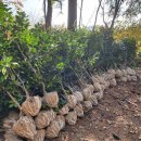 동백나무 저렴하게 판매합니다. 이미지