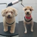 해피퍼피 미용실 이미지