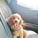 콧대높은 개 이미지