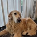 서울석촌초등학교 | 석촌동 미용실 송파구 늘보리헤어 굵은히피펌 후기