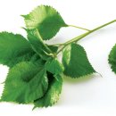 모시란