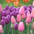 튤립 이미지