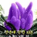 안녕;커피 Daum카페