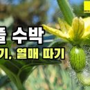 애플수박 잘 키우는 방법, 순치기, 열매 따기, 흑피애플 자몽애플 농부아빠TV 구독자 6.48만명 이미지