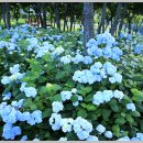 화명대천천 이미지