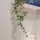 강동호원약국 이미지