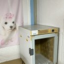 속초애견펜션양양빈티지하우스 이미지