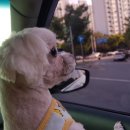 똥강아지 미용 이미지